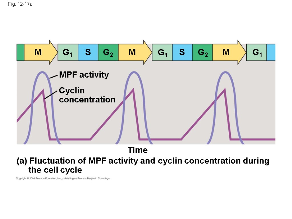 Fig. 12-17a Time (a) Fluctuation of MPF activity and cyclin concentration during the cell